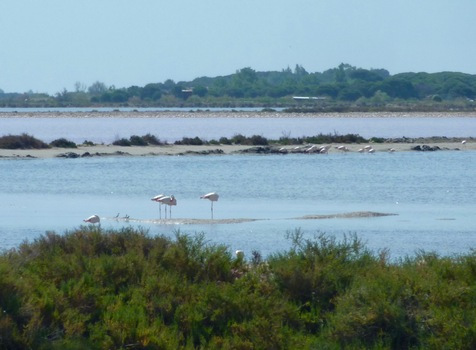 La Camargue réserve de biosphère par l'UNESCO.