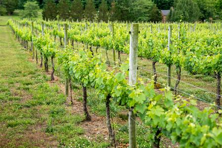 Domaine viticole
